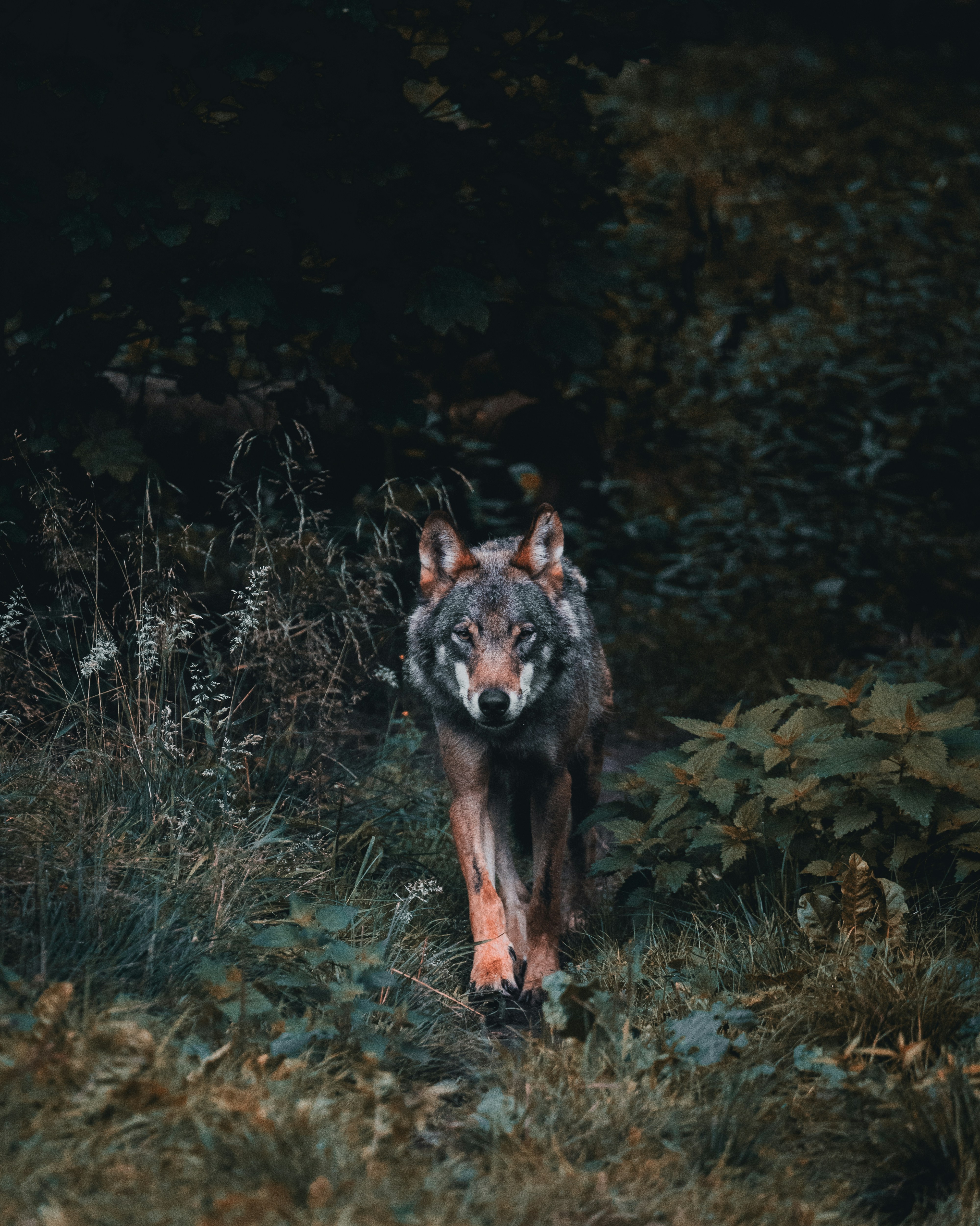 Red Wolf